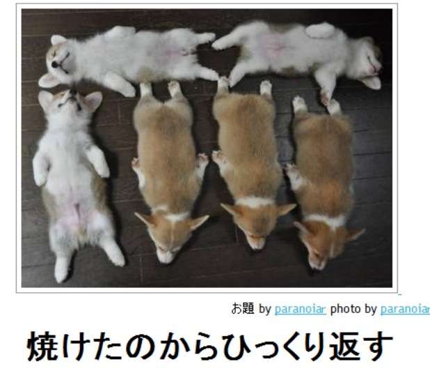 動物のboketeを貼るトピpart3