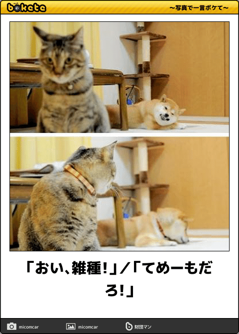 動物のboketeを貼るトピpart3
