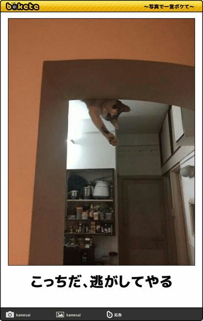 動物のboketeを貼るトピpart3