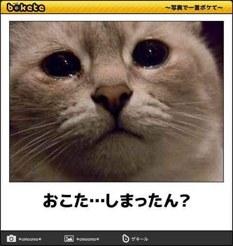 動物のboketeを貼るトピpart3