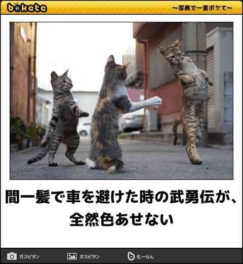動物のboketeを貼るトピpart3