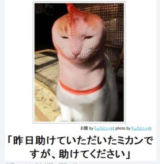 動物のboketeを貼るトピpart3