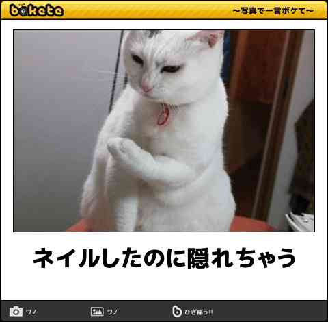 動物のboketeを貼るトピpart3