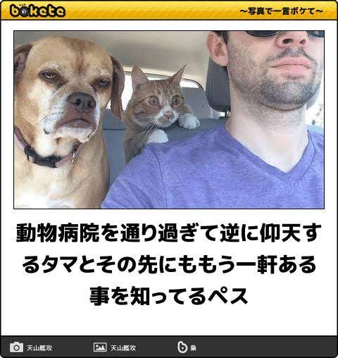 動物のboketeを貼るトピpart3