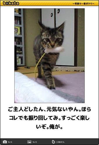 動物のboketeを貼るトピpart3