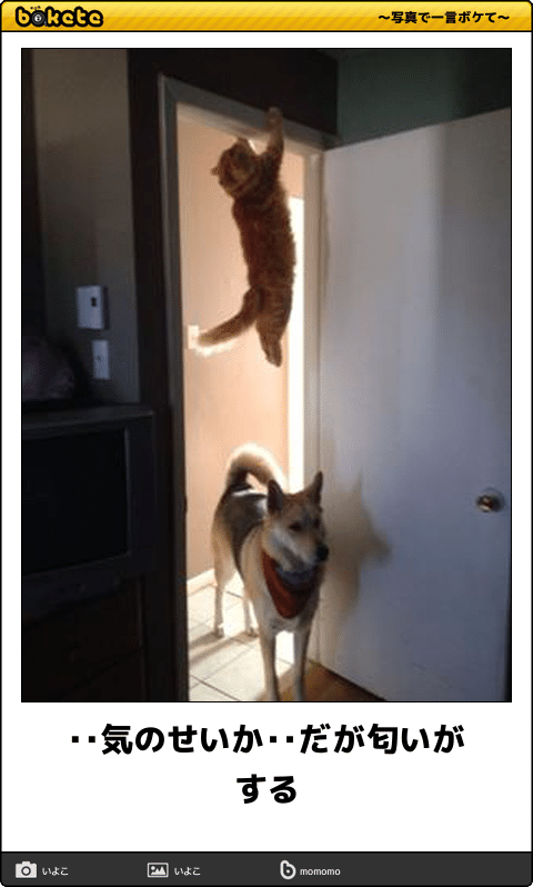 動物のboketeを貼るトピpart3