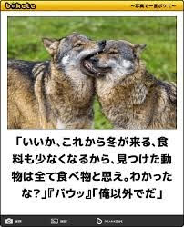 動物のboketeを貼るトピpart3