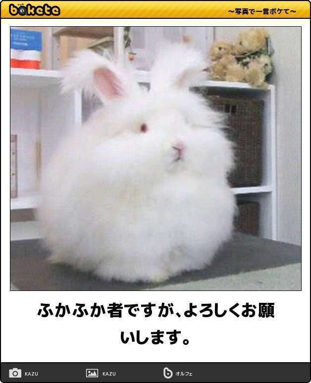 動物のboketeを貼るトピpart3