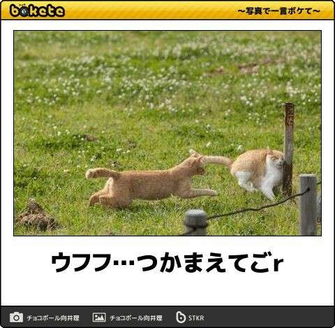 動物のboketeを貼るトピpart3