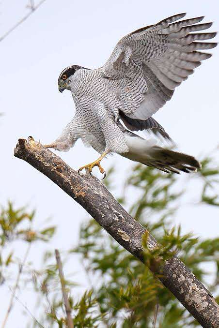 野鳥の画像を貼るトピ