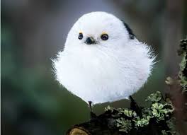 野鳥の画像を貼るトピ