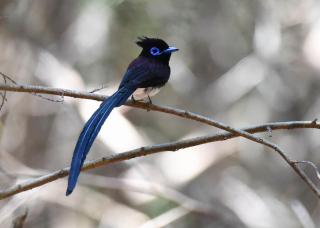 野鳥の画像を貼るトピ