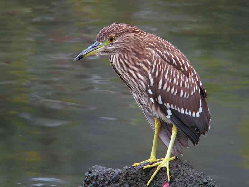 野鳥の画像を貼るトピ