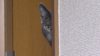 猫を飼って初めて分かったこと