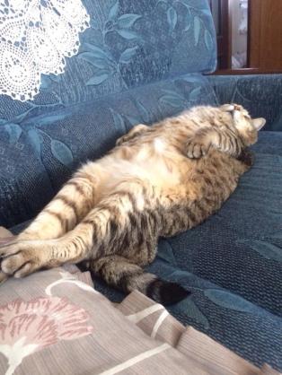 猫を飼って初めて分かったこと