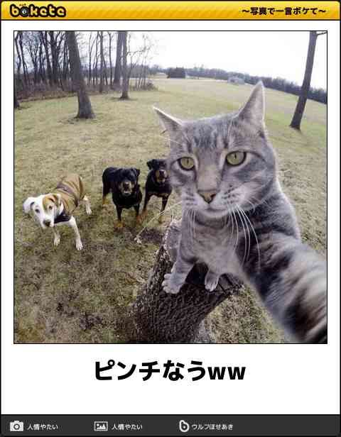 猫を飼って初めて分かったこと ガールズちゃんねる Girls Channel 猫を飼って初めて分かったこと ガールズちゃんねる Girls Channel