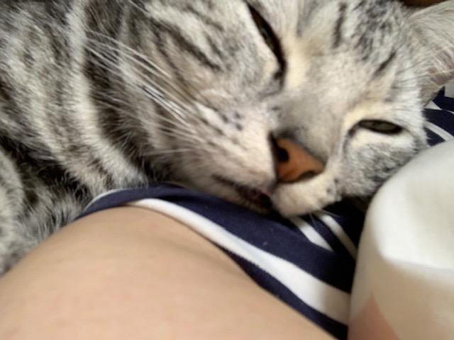 猫を飼って初めて分かったこと