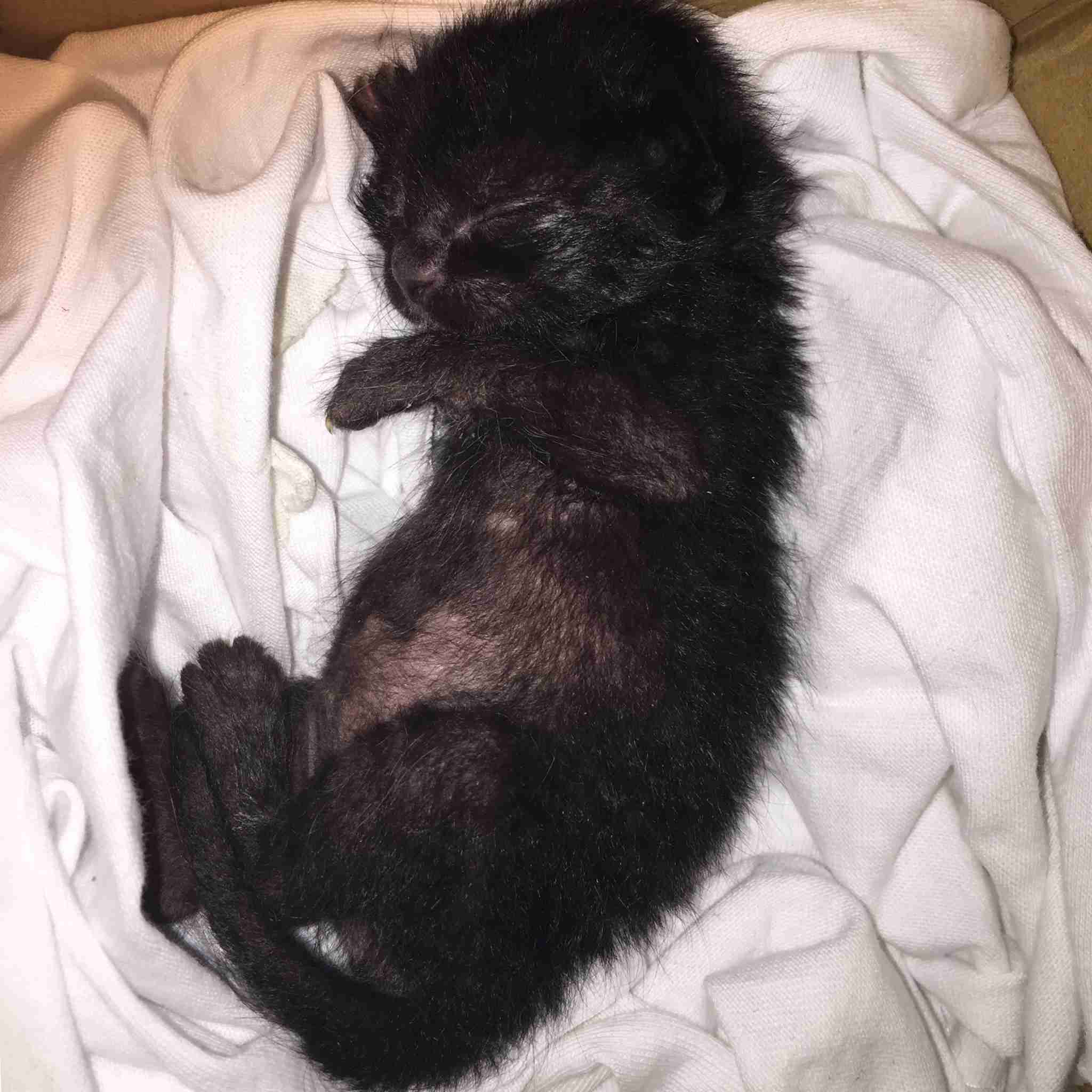 猫を飼って初めて分かったこと