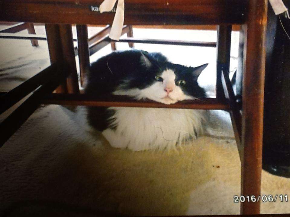 猫を飼って初めて分かったこと