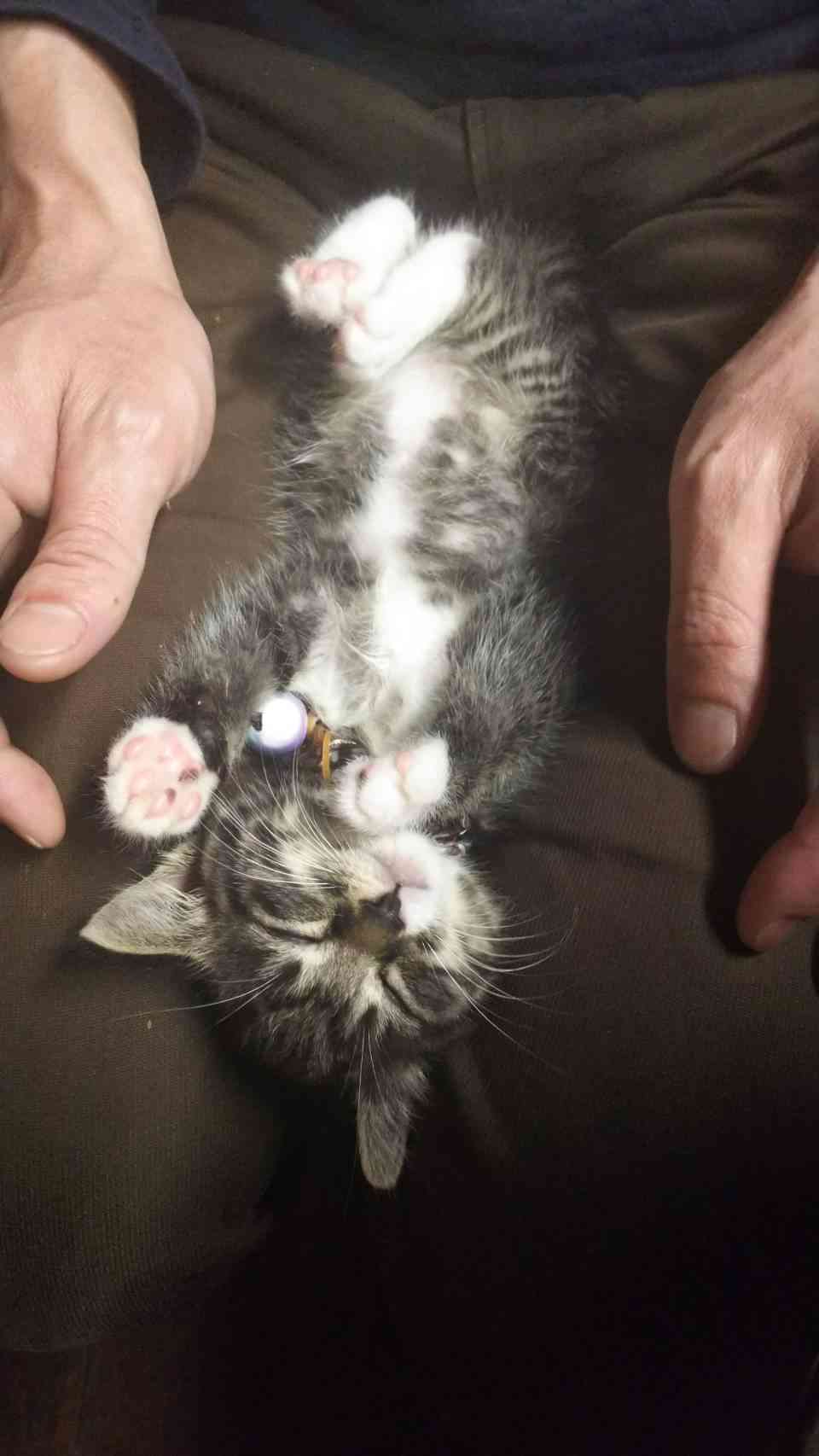 猫を飼って初めて分かったこと