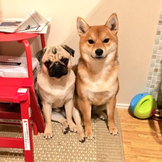 自分たち夫婦・カップルを有名人で例えると