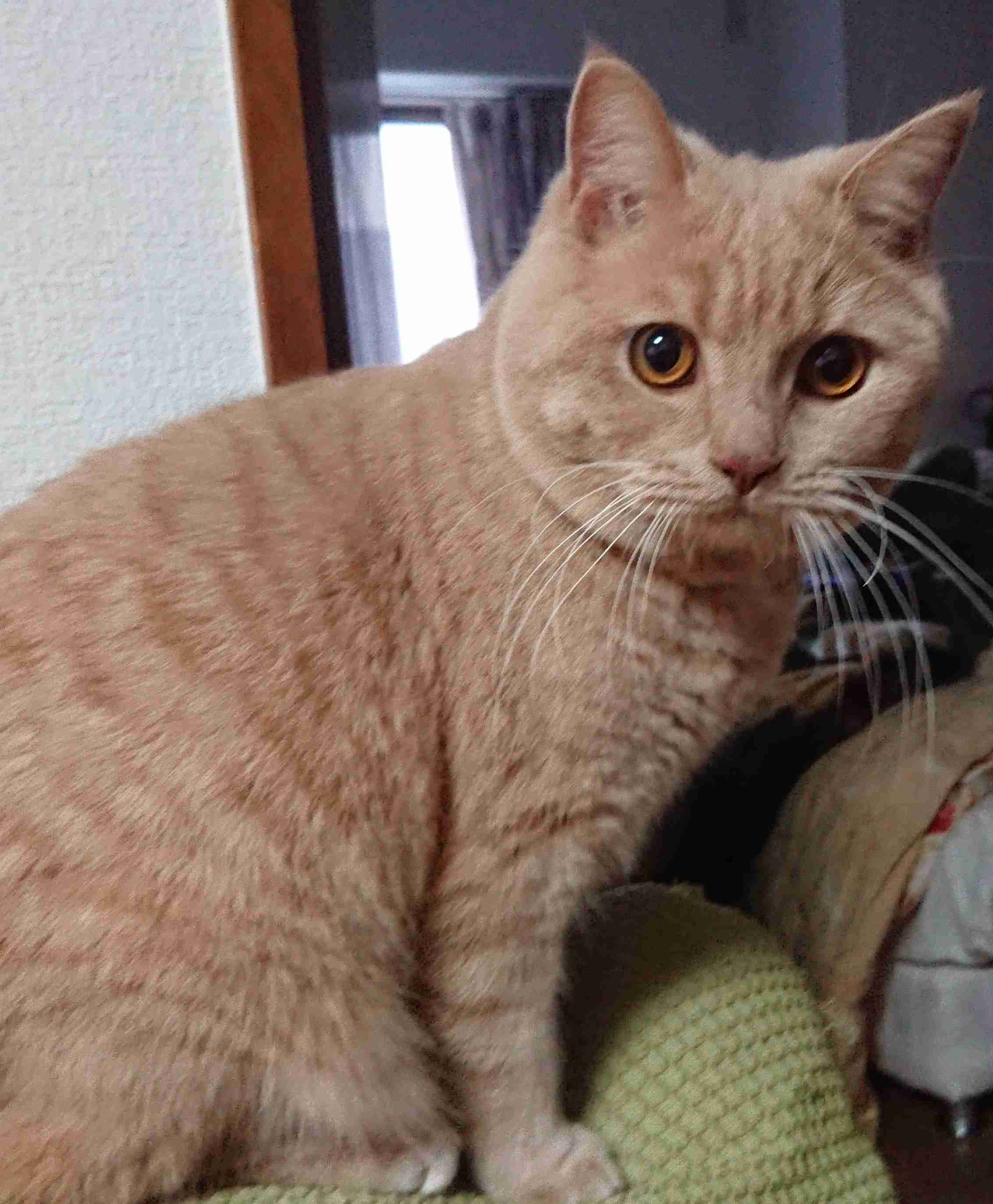 ペットの喜ぶ事、嫌がる事