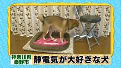 ペットの喜ぶ事、嫌がる事