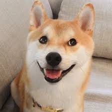 見え見えの嘘コメントを付けて画像を貼るトピ