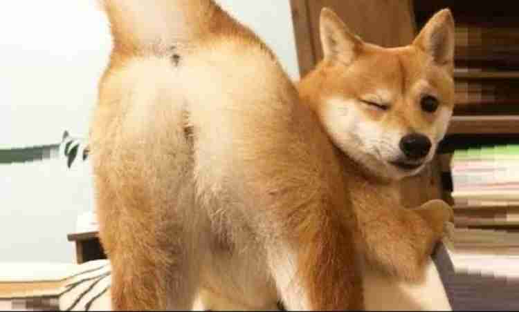 見え見えの嘘コメントを付けて画像を貼るトピ