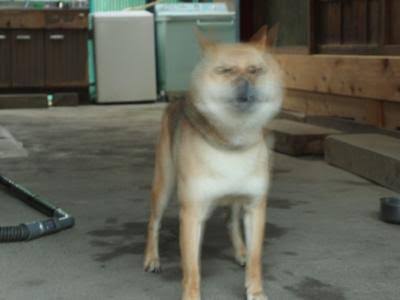 見え見えの嘘コメントを付けて画像を貼るトピ
