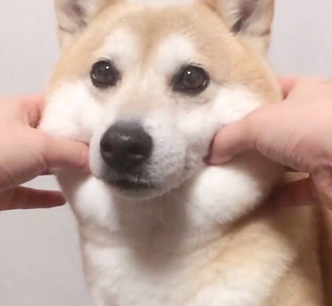 見え見えの嘘コメントを付けて画像を貼るトピ