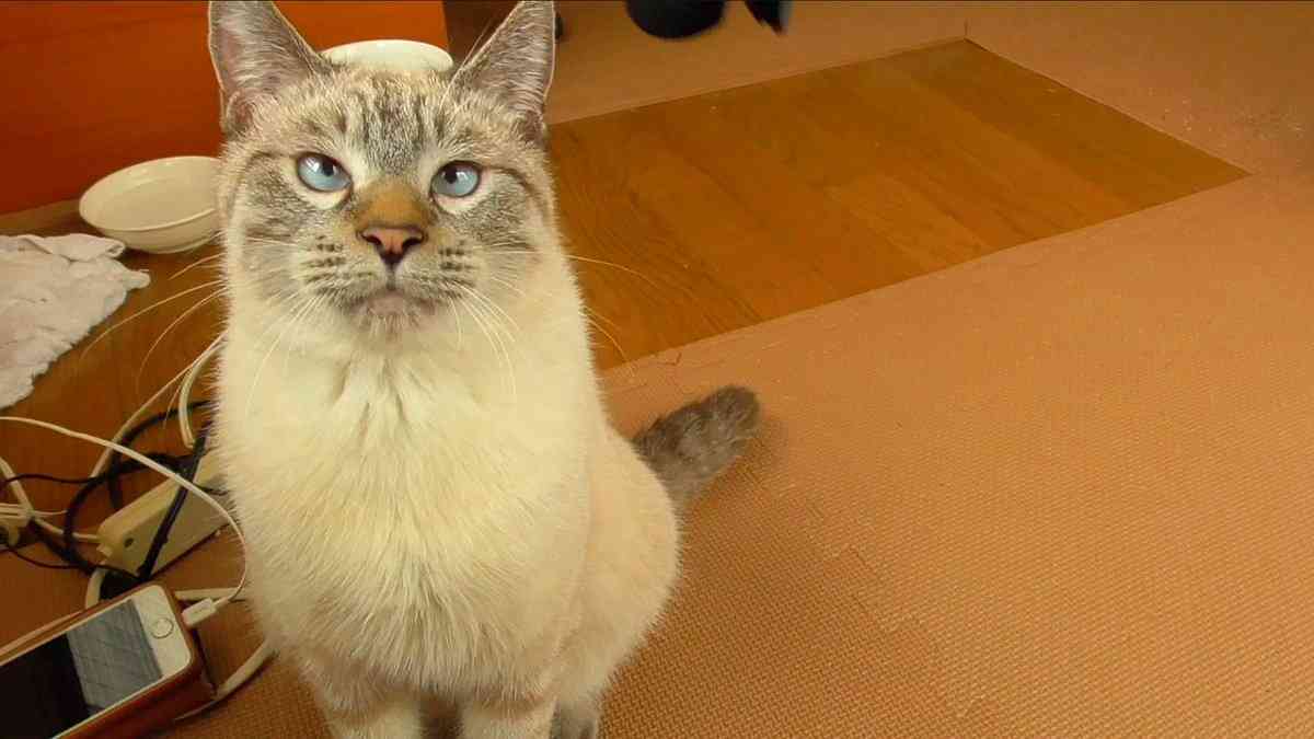 人間以外のイケメンを貼るトピ