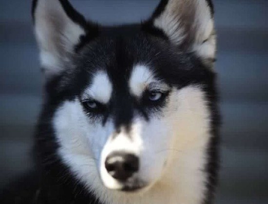 人間以外のイケメンを貼るトピ