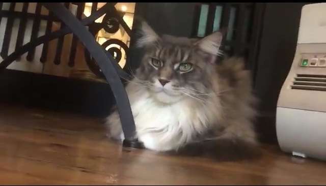 人間以外のイケメンを貼るトピ