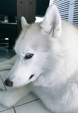 人間以外のイケメンを貼るトピ