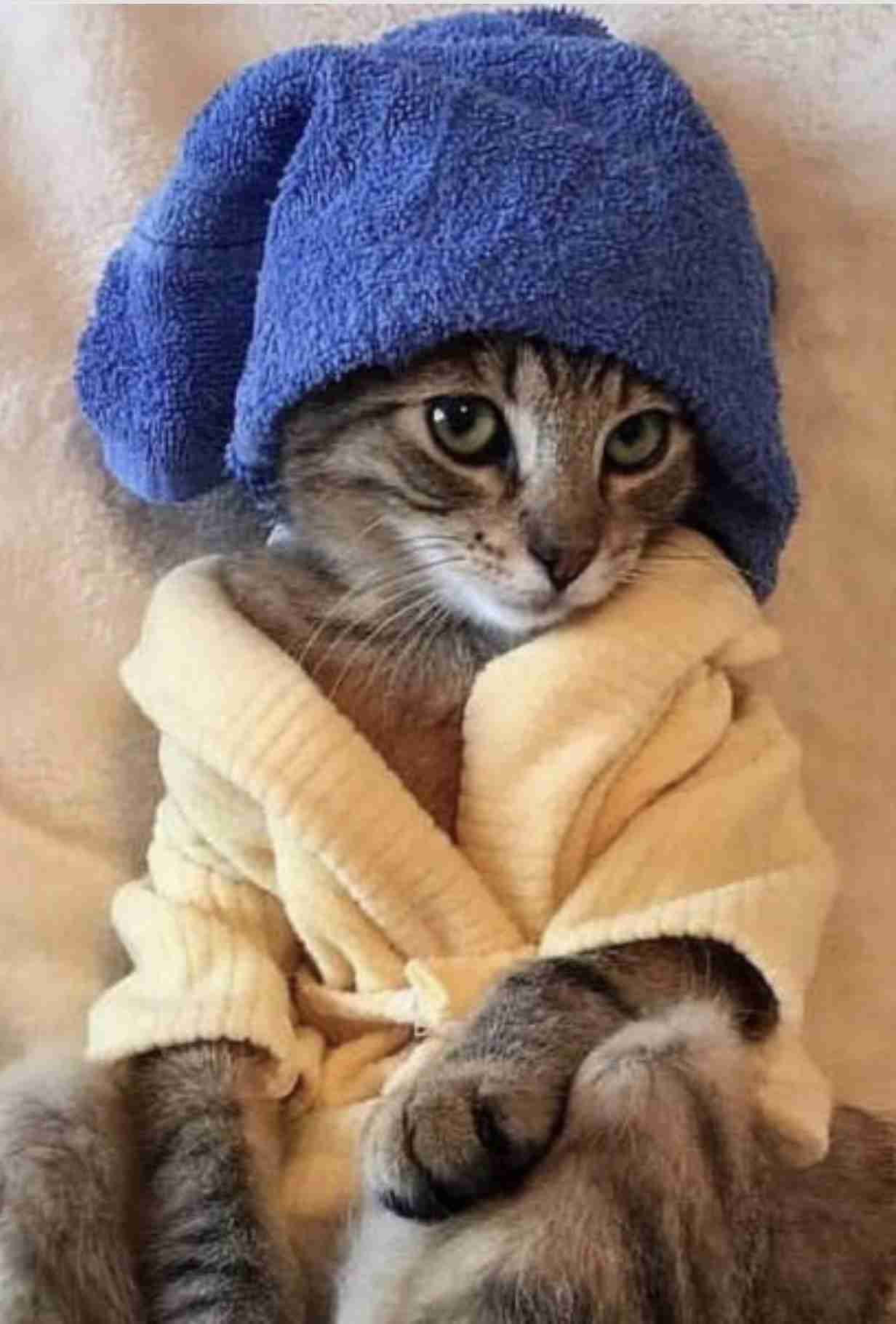 人間以外のイケメンを貼るトピ