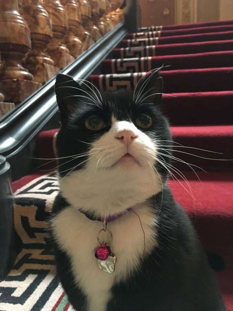 人間以外のイケメンを貼るトピ