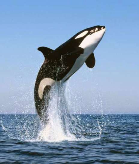 人間以外のイケメンを貼るトピ