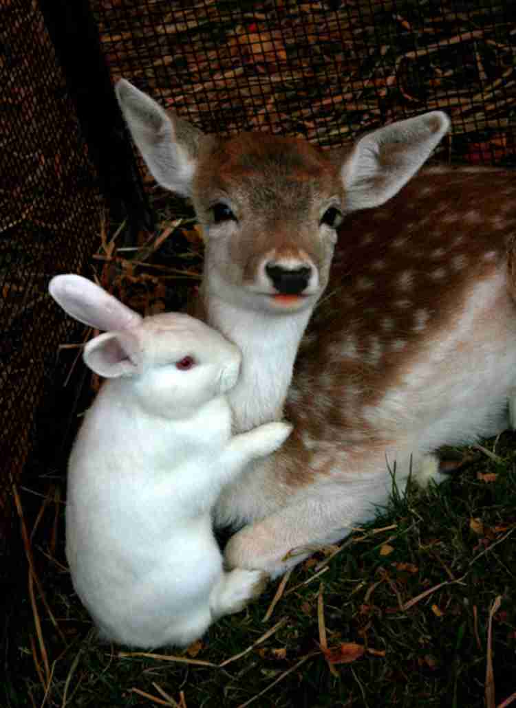 人間以外のイケメンを貼るトピ