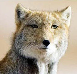 人間以外のイケメンを貼るトピ