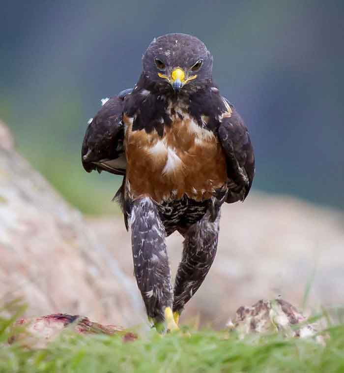 人間以外のイケメンを貼るトピ