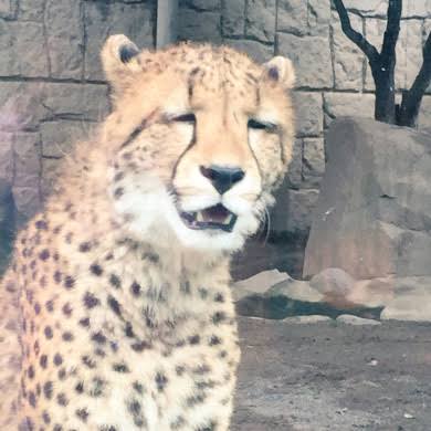 人間以外のイケメンを貼るトピ