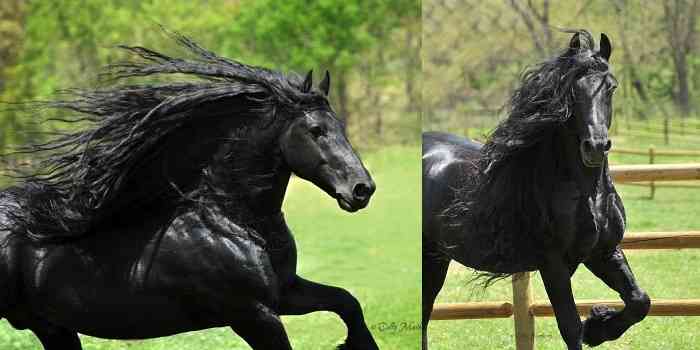 人間以外のイケメンを貼るトピ