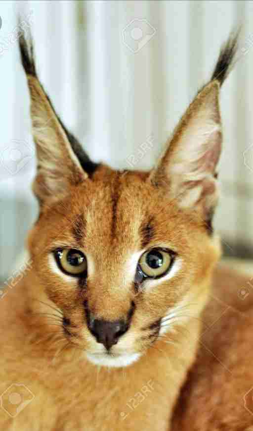 人間以外のイケメンを貼るトピ