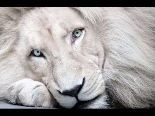 人間以外のイケメンを貼るトピ