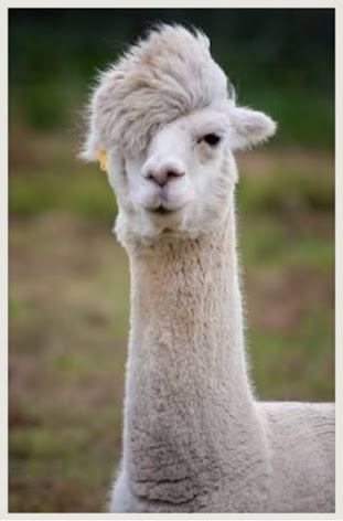 人間以外のイケメンを貼るトピ