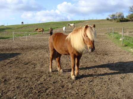 人間以外のイケメンを貼るトピ