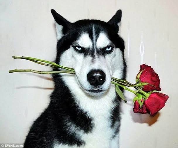 人間以外のイケメンを貼るトピ