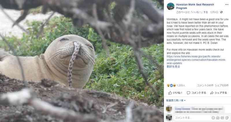 人間以外のイケメンを貼るトピ