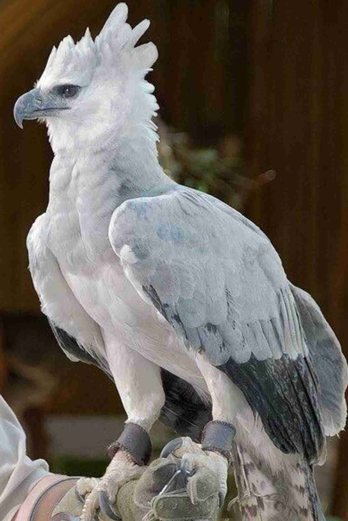 人間以外のイケメンを貼るトピ